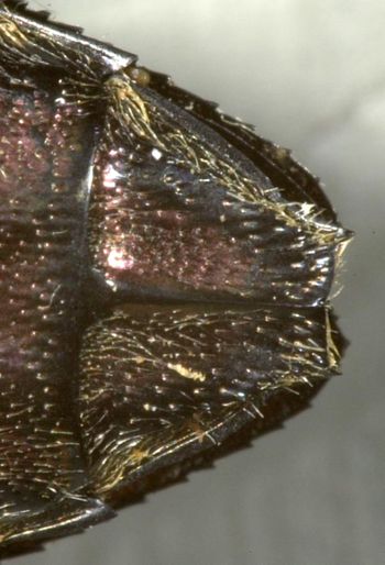 Media type: image;   Entomology 33796 Aspect: anal sclerite